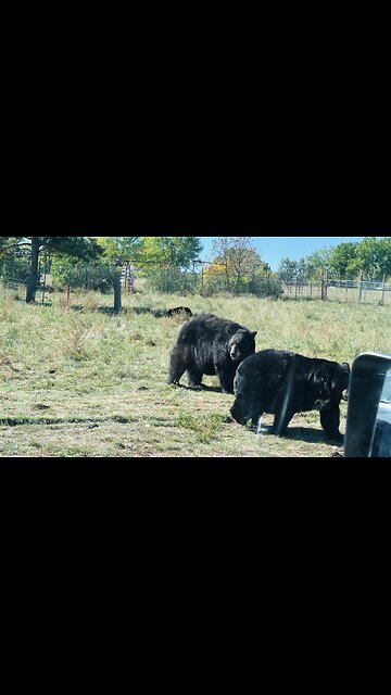 Wildlife exploration in Custer state park
