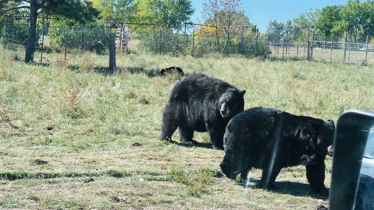 Wildlife exploration in Custer state park