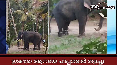 ക്ഷേത്രത്തിൽ ഉത്സവത്തിന് എത്തിച്ച ആന ഇടഞ്ഞു പരിഭ്രാന്തി പരത്തി _ Elephant attack kerala 2024