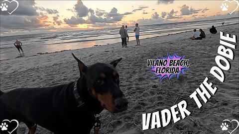 Doberman Sunrise Spectacle: Vader’s Vilano Beach Glow! Part 1 🐶🌅