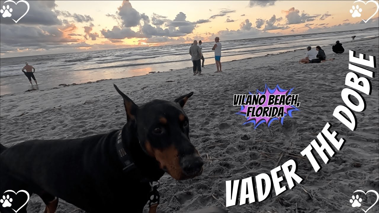 Doberman Sunrise Spectacle: Vader’s Vilano Beach Glow! Part 1 🐶🌅