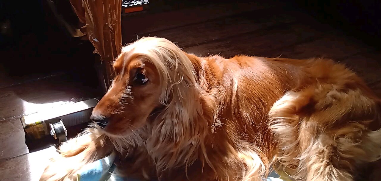 dogs dogshow animals pet cute