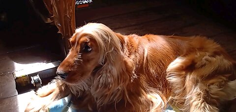 dogs dogshow animals pet cute