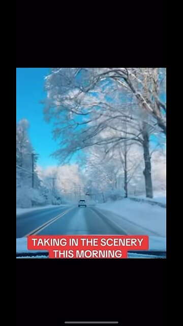 My morning drive through the woods