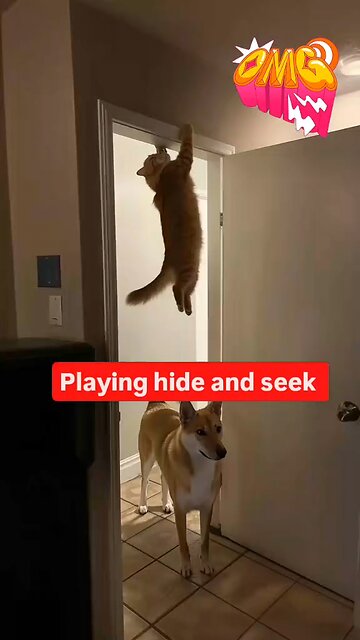 Hide and Seek 🤣🤣