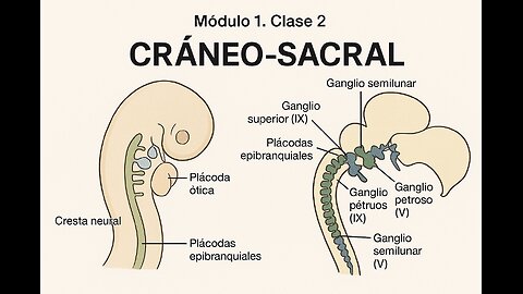 Cráneo-sacral. Módulo 1. Clase 2