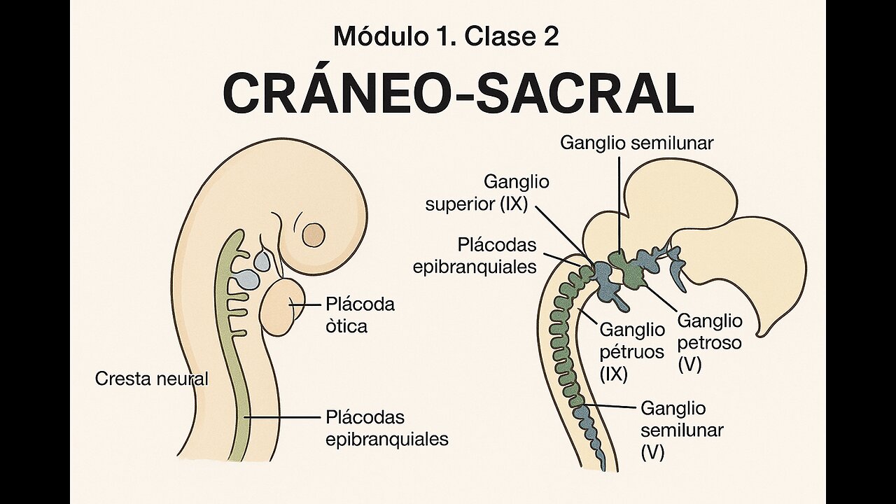 Cráneo-sacral. Módulo 1. Clase 2