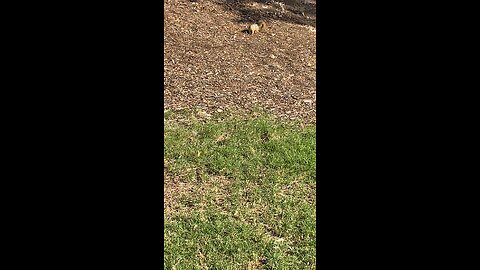 Squirrel 🐿️ #squirrel #viral #trending #shorts #subscribe