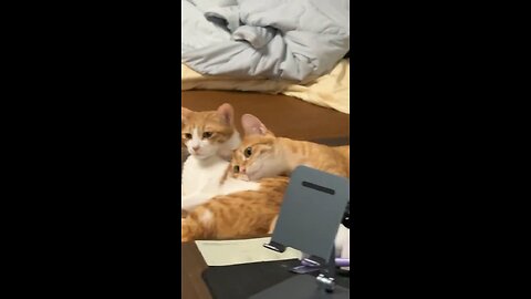 Their affection for each other 🤩