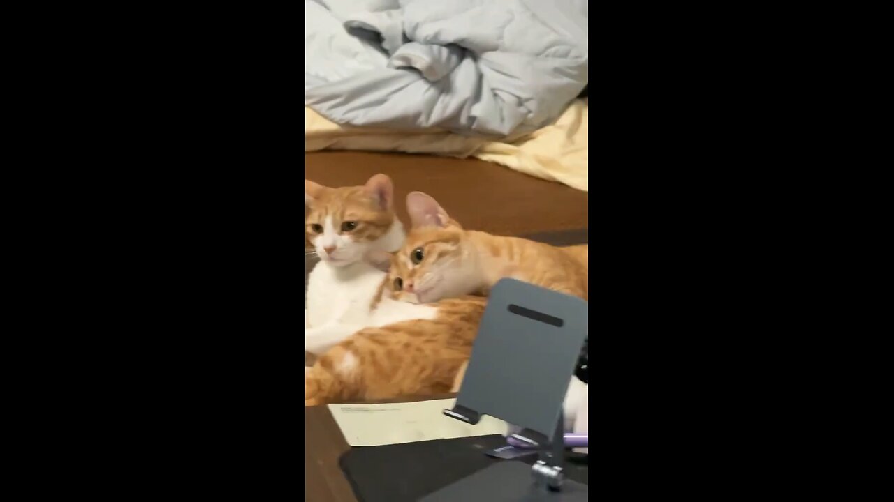 Their affection for each other 🤩