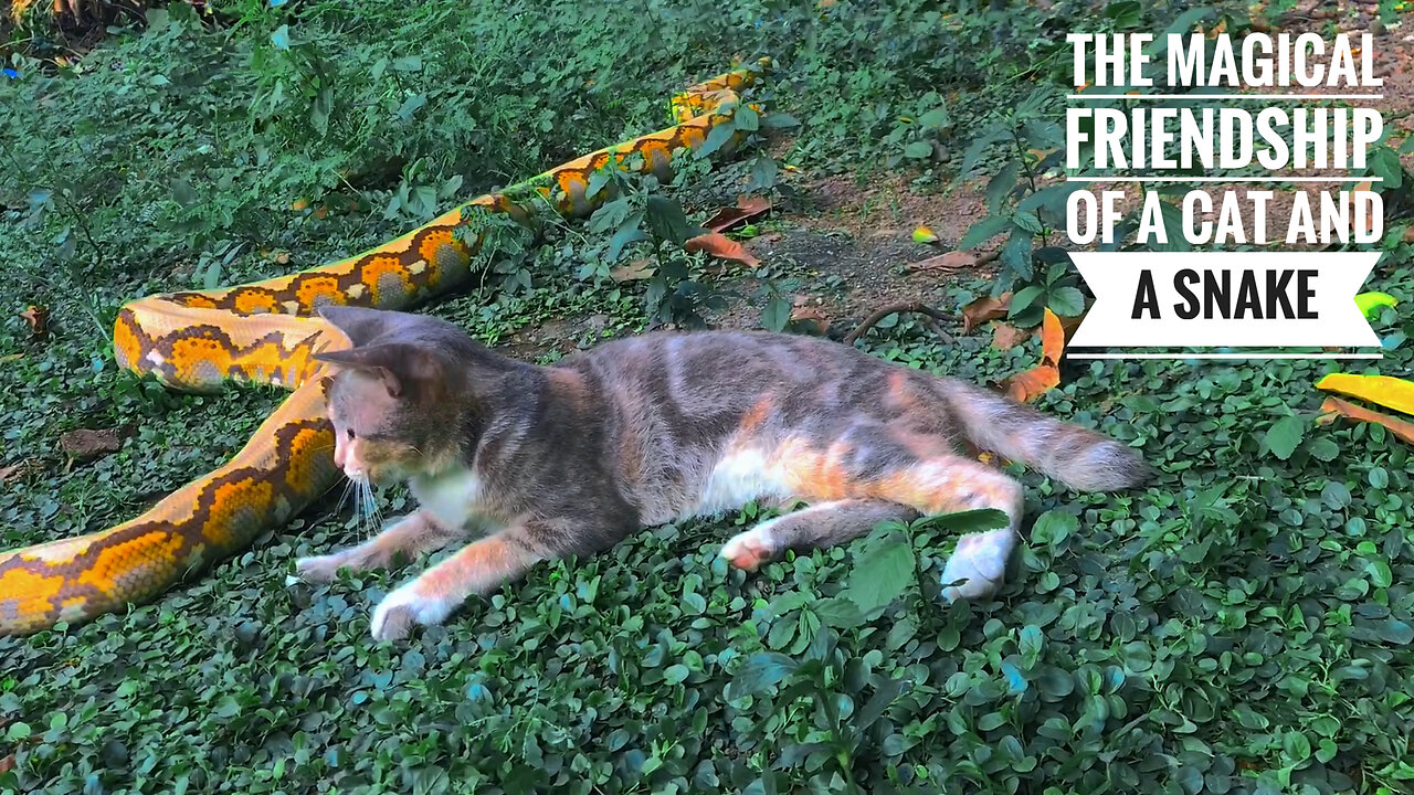 When enemies become friendship! The magical friendship between a cat and a snake is indeed unexpected