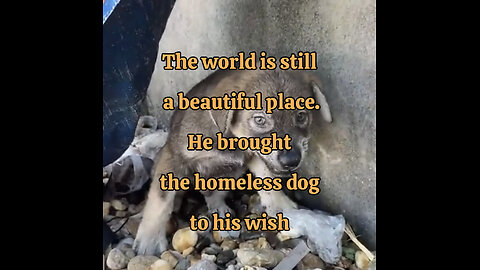 Nobody could touch this homeless dog, until he adapted him. #dog #homelessdog #kind