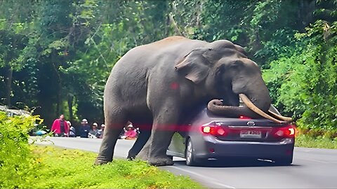 Interesting Animal Moments Caught On Camera !