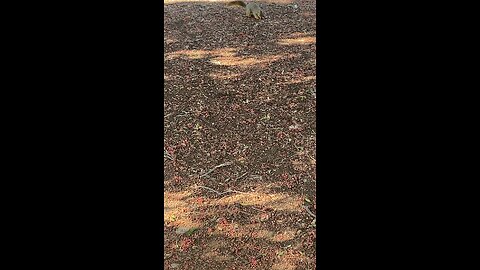 Squirrel 🐿️ #squirrel #followme #shorts #viral #trending