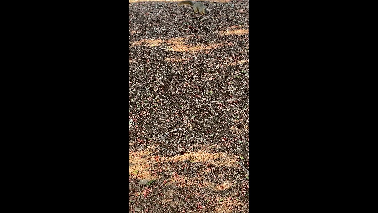 Squirrel 🐿️ #squirrel #followme #shorts #viral #trending