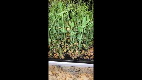 Microgreens