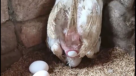 Live egg egg 🥚 laying by chicken
