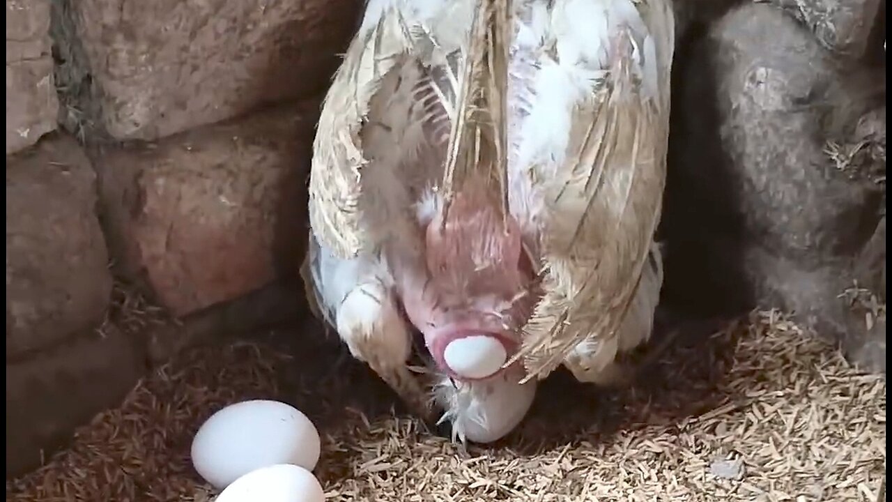 Live egg egg 🥚 laying by chicken