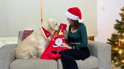 Dog's reaction to a bunch of new toys | Opening Christmas presents