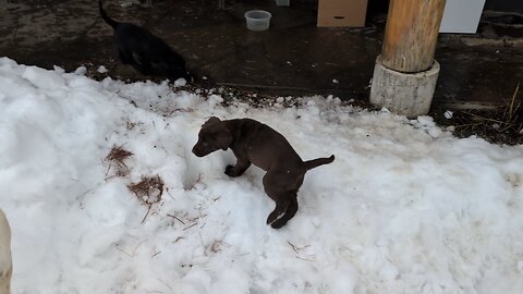 Puppies Playing With Puppies
