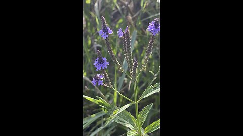 Verbena hastata native plant to the USA