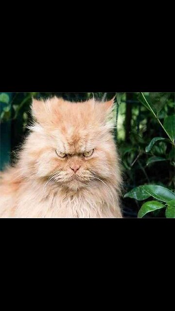 Show me your war face. 😎