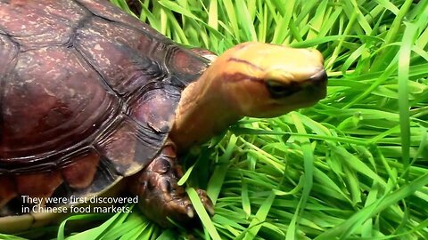 The Rare and Endangered McCord's Box Turtle - Native to China