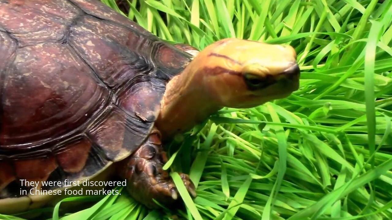 The Rare and Endangered McCord's Box Turtle - Native to China