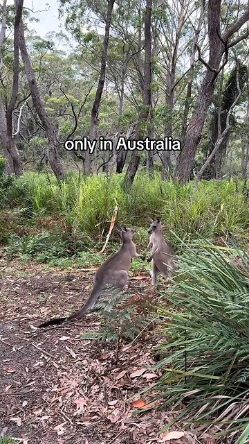 Kangaroos fighting