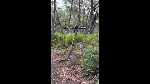Kangaroos fighting