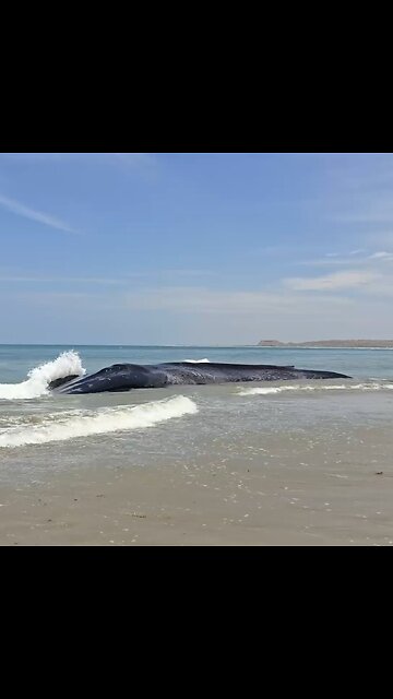 🇵🇪🐋 Hallan una ballena azul muerta en la costa norte de Perú