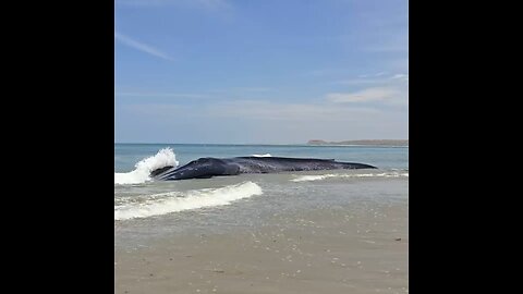 🇵🇪🐋 Hallan una ballena azul muerta en la costa norte de Perú