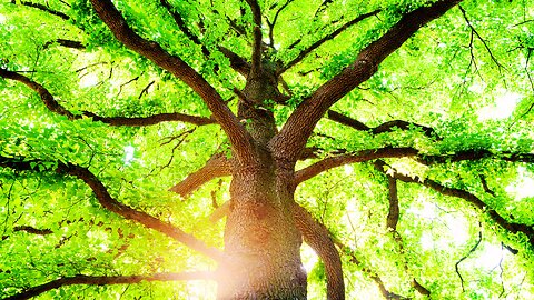 The Green Machine: Unlocking the Secrets of Nature's Energy Production