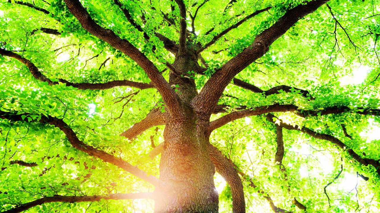 The Green Machine: Unlocking the Secrets of Nature's Energy Production