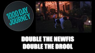 1000 Day Journey 0819 Double the Newfis, Double the Drool