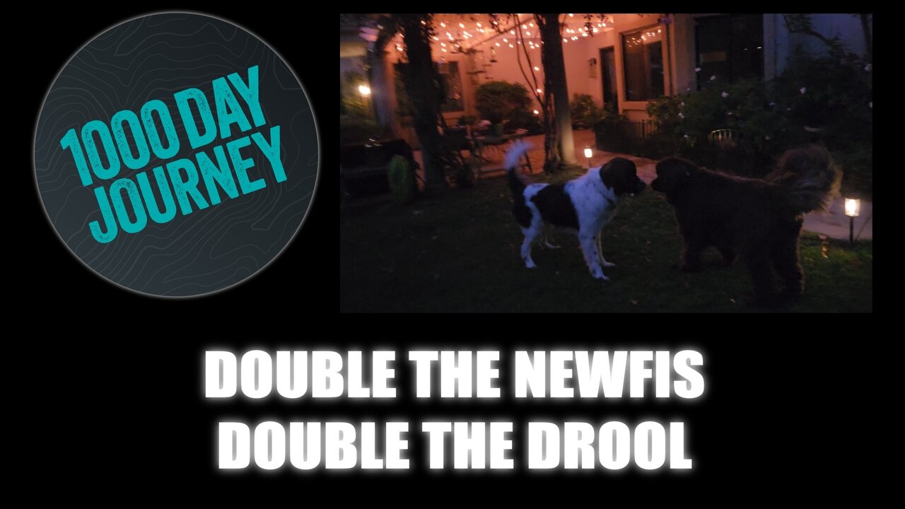 1000 Day Journey 0819 Double the Newfis, Double the Drool