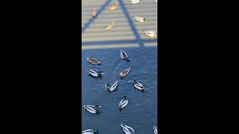 Mallard Ducks 🦆 #mallardducks #shorts #trending #followme #viral