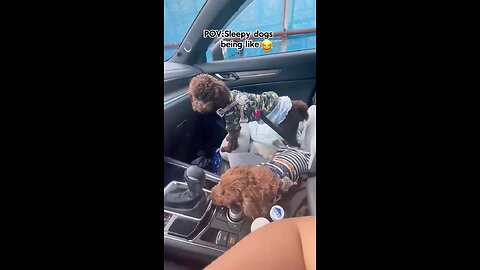 sleepy dogs