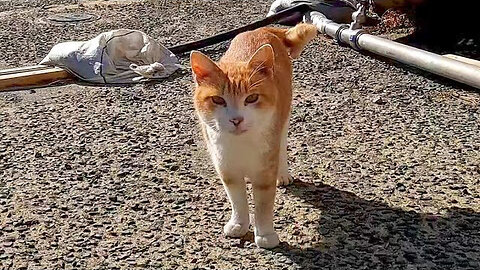 There was a cat talking to me, so when I stroked it, other cats also gathered to be stroked.