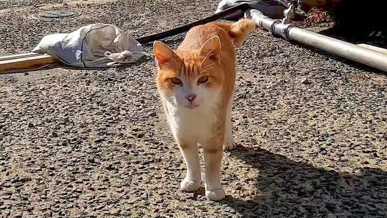 There was a cat talking to me, so when I stroked it, other cats also gathered to be stroked.