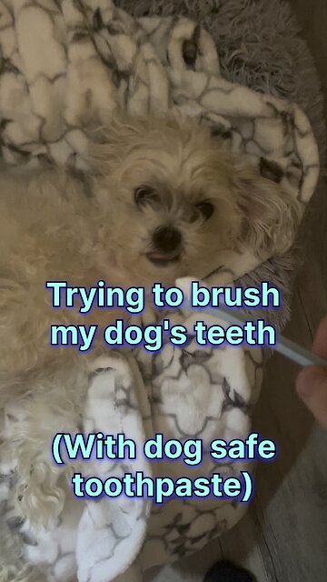 Trying to brush my dog's teeth with doggy toothpaste
