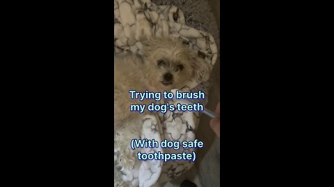 Trying to brush my dog's teeth with doggy toothpaste