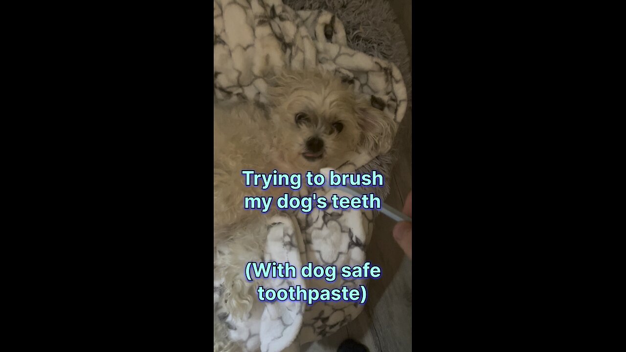 Trying to brush my dog's teeth with doggy toothpaste