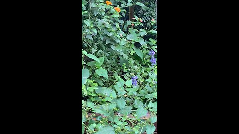 Butterflies 🦋 #butterflies #butterfly #followme #shorts #trending #viral