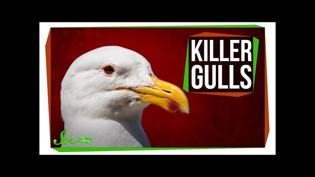 Killer Gulls Rip Into Whales and Murder Seal Pups