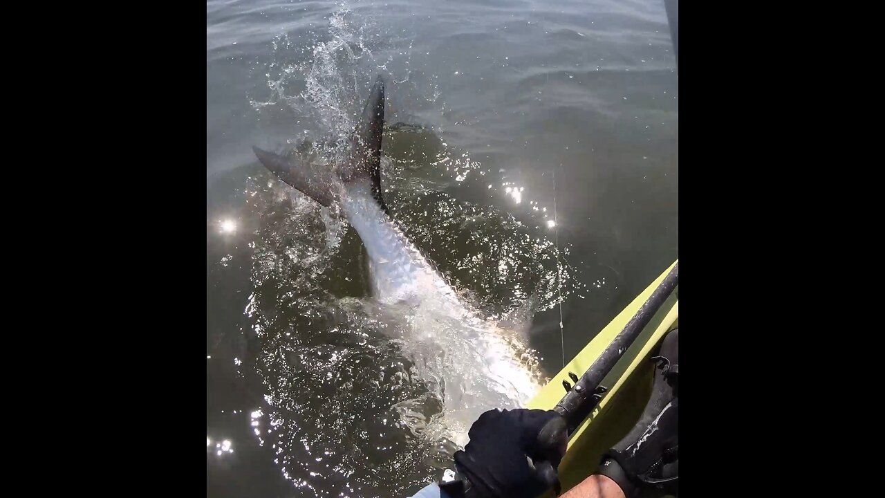 More Tarpon Action
