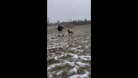 Belgian Malinois