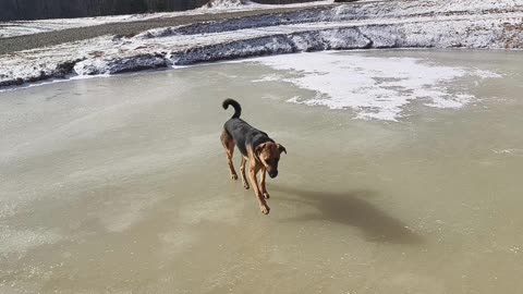 Spike Playing on the Frozen Pond