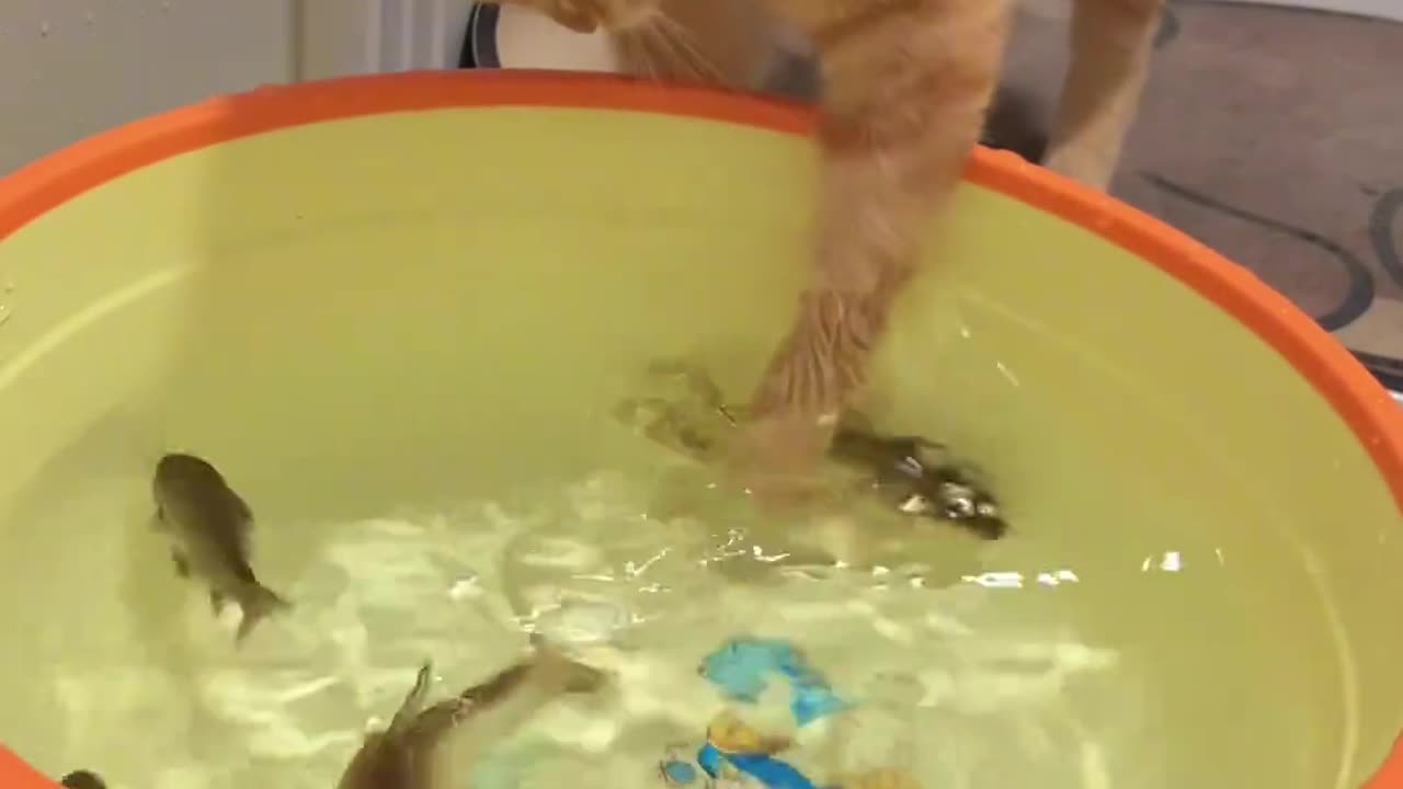 "The kitten catching fish is really clumsy."