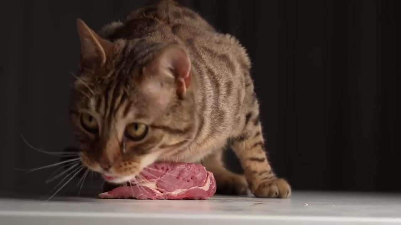 Raw Meat | Cat ASMR | Raw feeding Kitten with Tomahawk BEEF